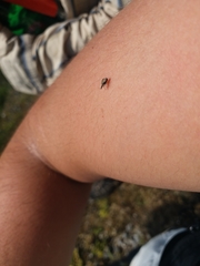 Coleoptera