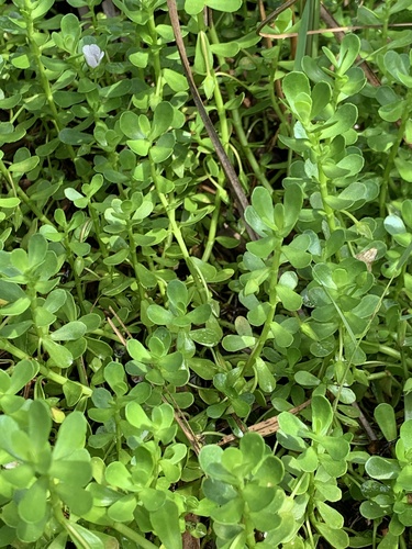 Bacopa monnieri