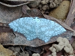 Leucodrepana serratilinea