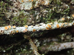 Brigantiaea chrysosticta