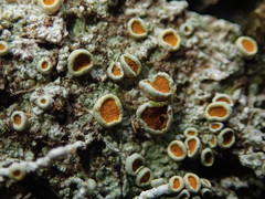 Brigantiaea chrysosticta