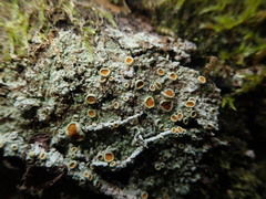 Brigantiaea chrysosticta