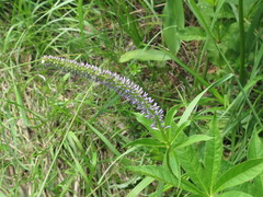 Veronicastrum sibiricum