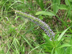 Veronicastrum sibiricum