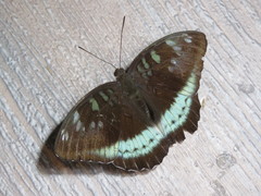 Tanaecia whiteheadi