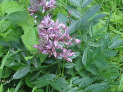 Dictamnus dasycarpus