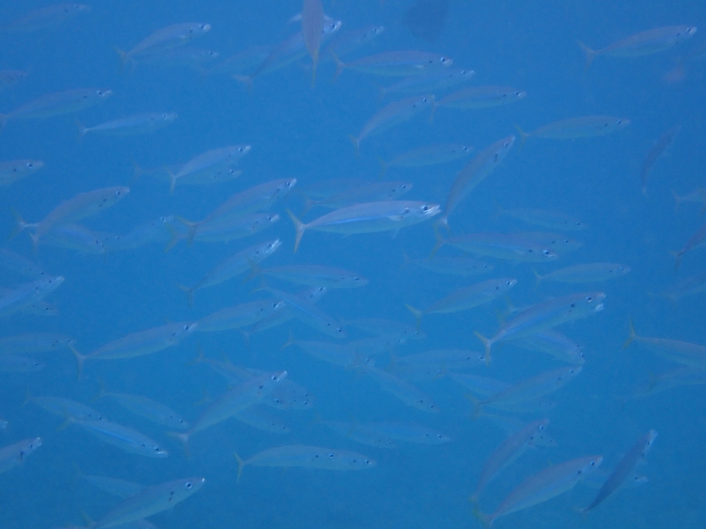 Mackerel scad