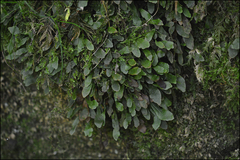 Loxogramme grammitoides