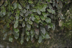 Loxogramme grammitoides