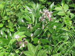 Dictamnus dasycarpus