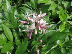 Dictamnus dasycarpus