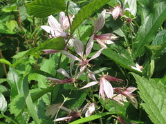 Dictamnus dasycarpus