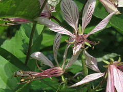 Dictamnus dasycarpus