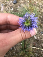 Jasione