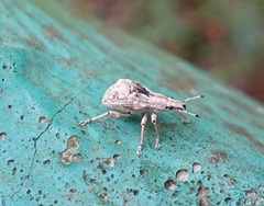 Dermatoxenus caesicollis