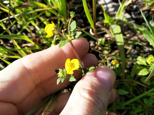 Image of Hemimeris racemosa by (c) De Waal Hugo, some rights reserved (CC BY)