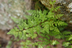 Myriopteris microphylla