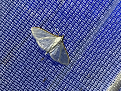Palpita vitrealis