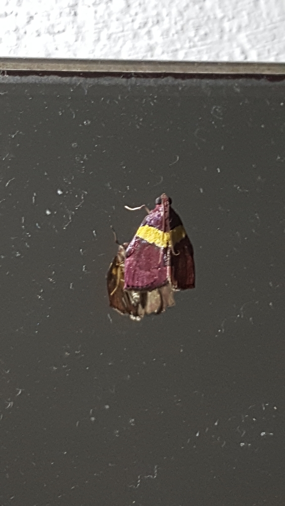 Lophopleura