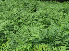 Pteridium latiusculum japonicum