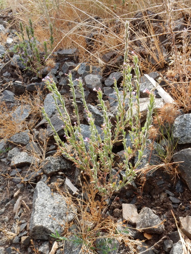 Image of Epilobium torreyi by (c) Ed Alverson, some rights reserved (CC BY)