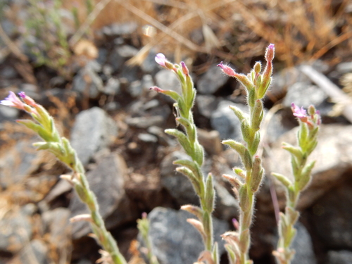 Image of Epilobium torreyi by (c) Ed Alverson, some rights reserved (CC BY)