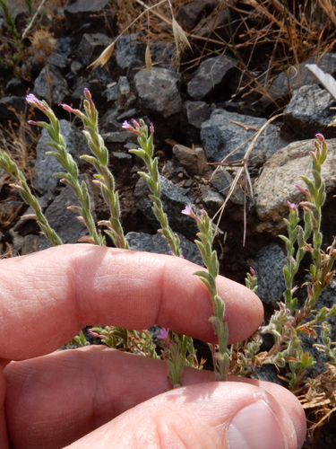 Image of Epilobium torreyi by (c) Ed Alverson, some rights reserved (CC BY)