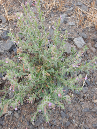 Image of Epilobium torreyi by (c) Ed Alverson, some rights reserved (CC BY)