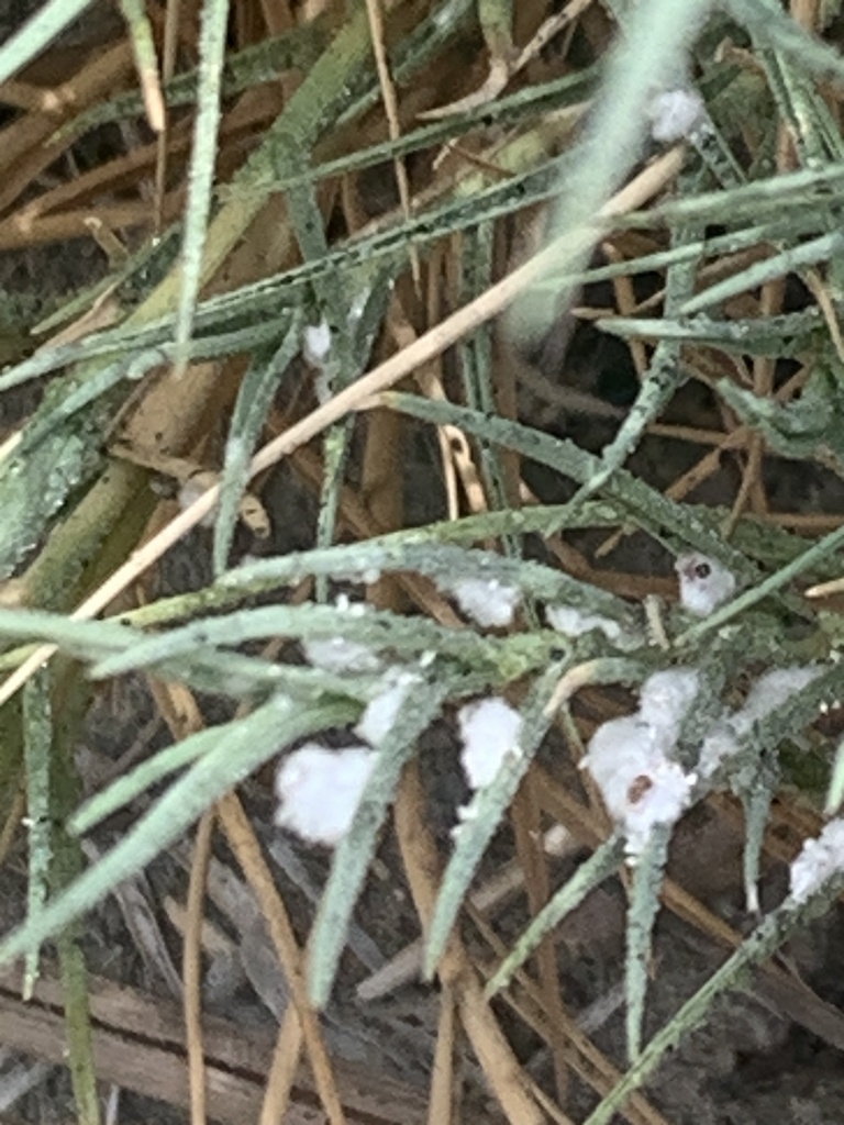 coastal grass mealybug