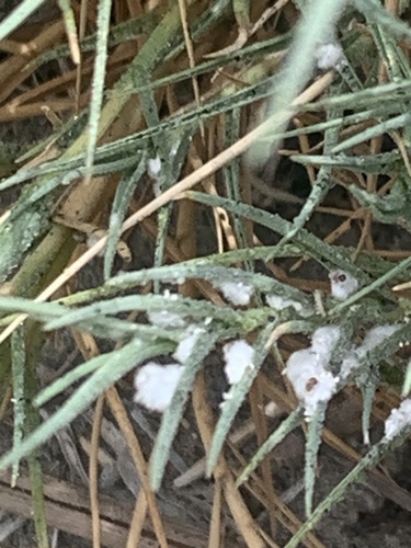 coastal grass mealybug
