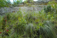 Salvia pentstemonoides