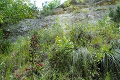 Salvia pentstemonoides