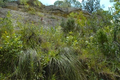 Salvia pentstemonoides
