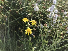 Senecio ilicifolius
