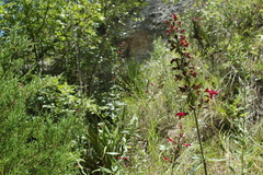 Salvia pentstemonoides