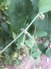 Cocculus hirsutus