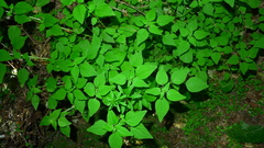 Parietaria debilis