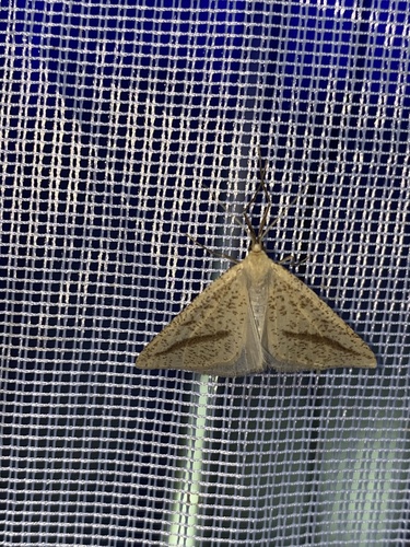 Aspitates gilvaria