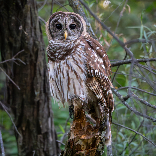 Barred Owl photographed in Kansas