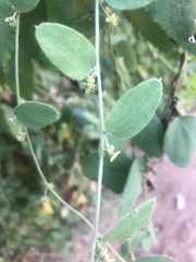 Cocculus hirsutus
