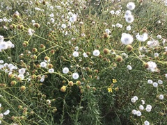 Senecio ilicifolius