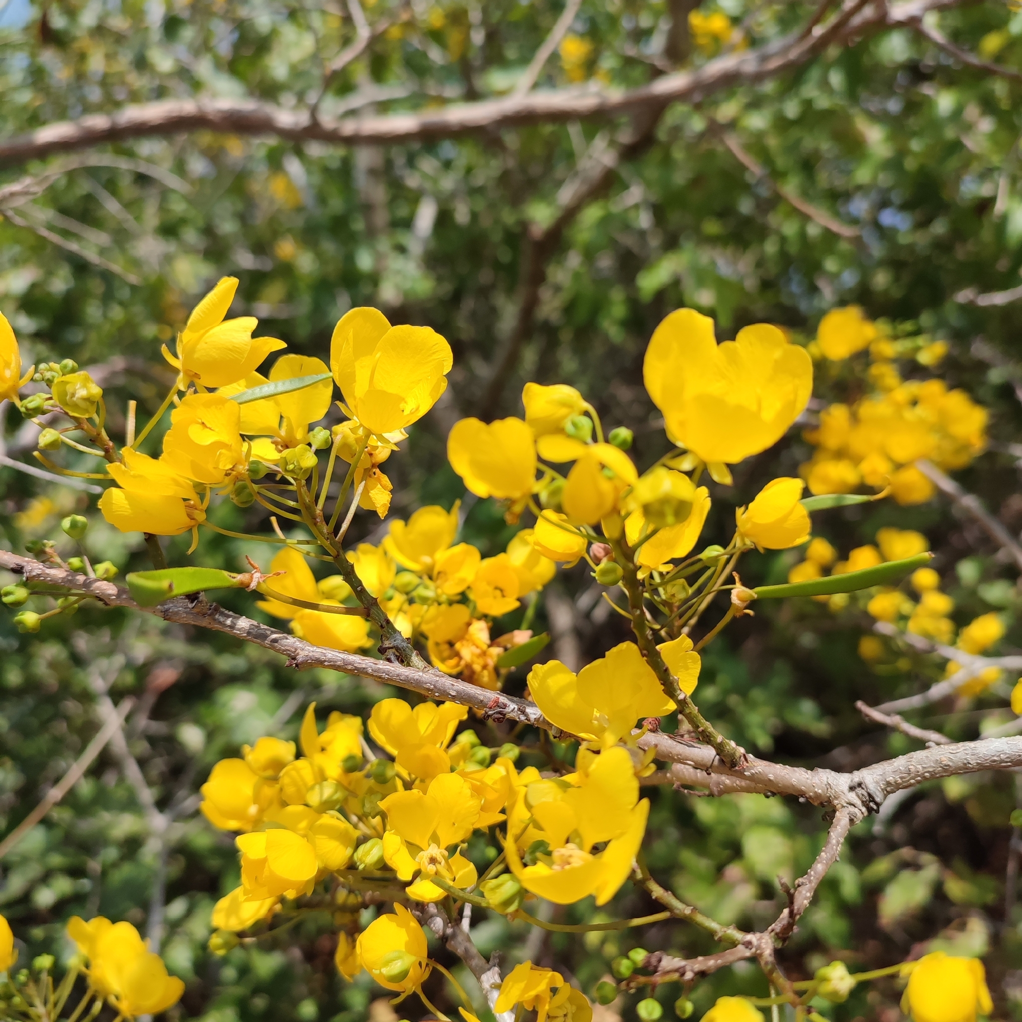Chamaecrista ensiformis
