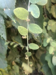 Cocculus hirsutus