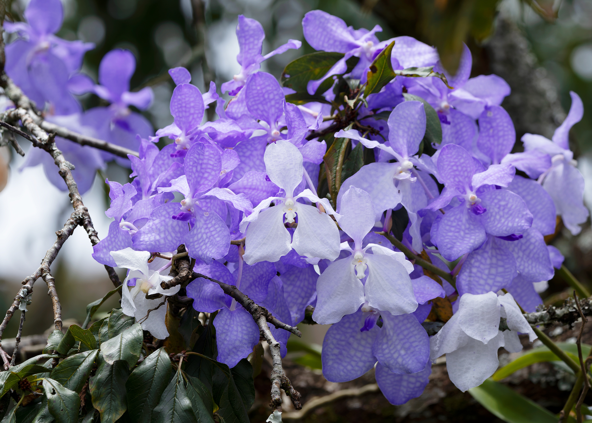 Imagem de Orquídea azul