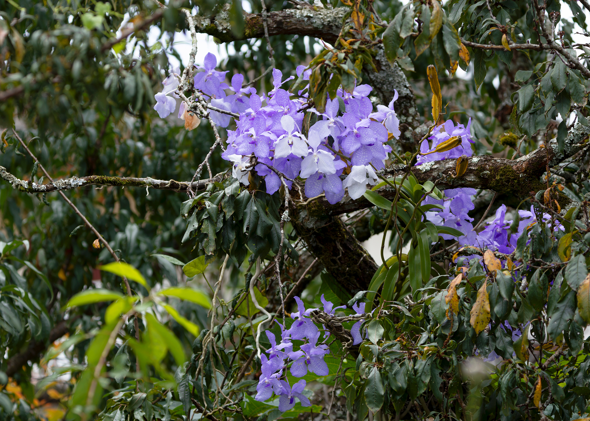 Imagem de Orquídea azul