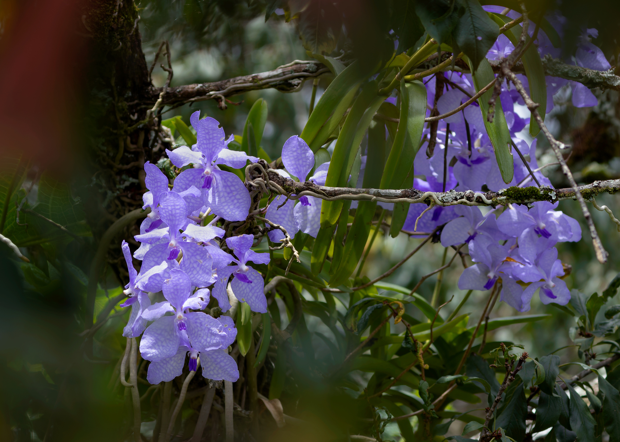 Imagem de Orquídea azul