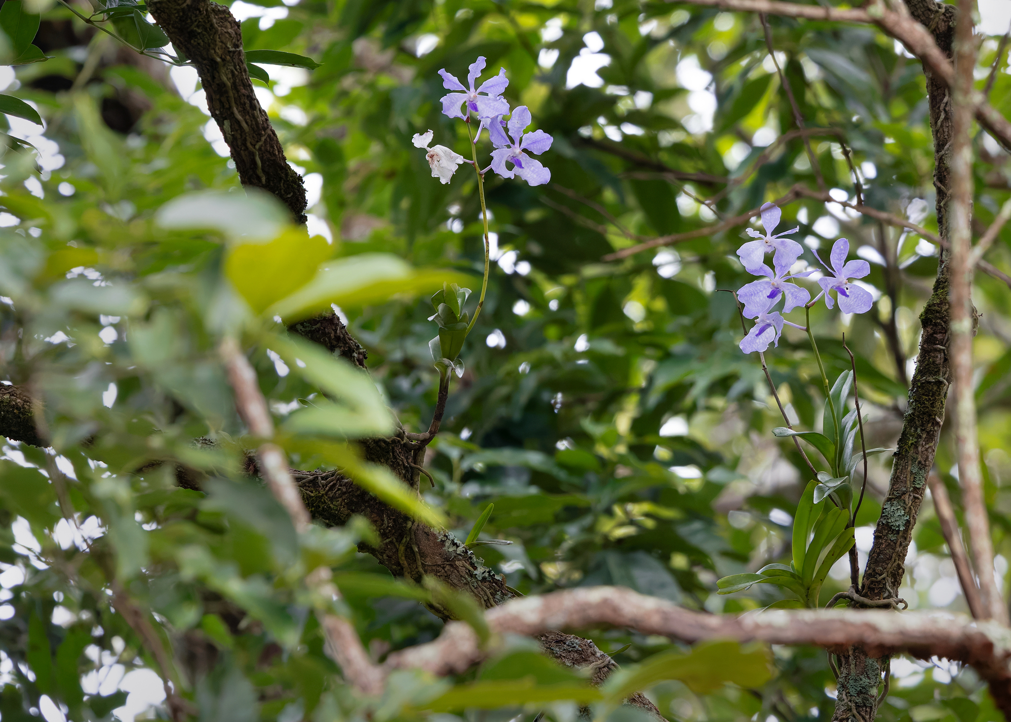 Imagem de Orquídea azul