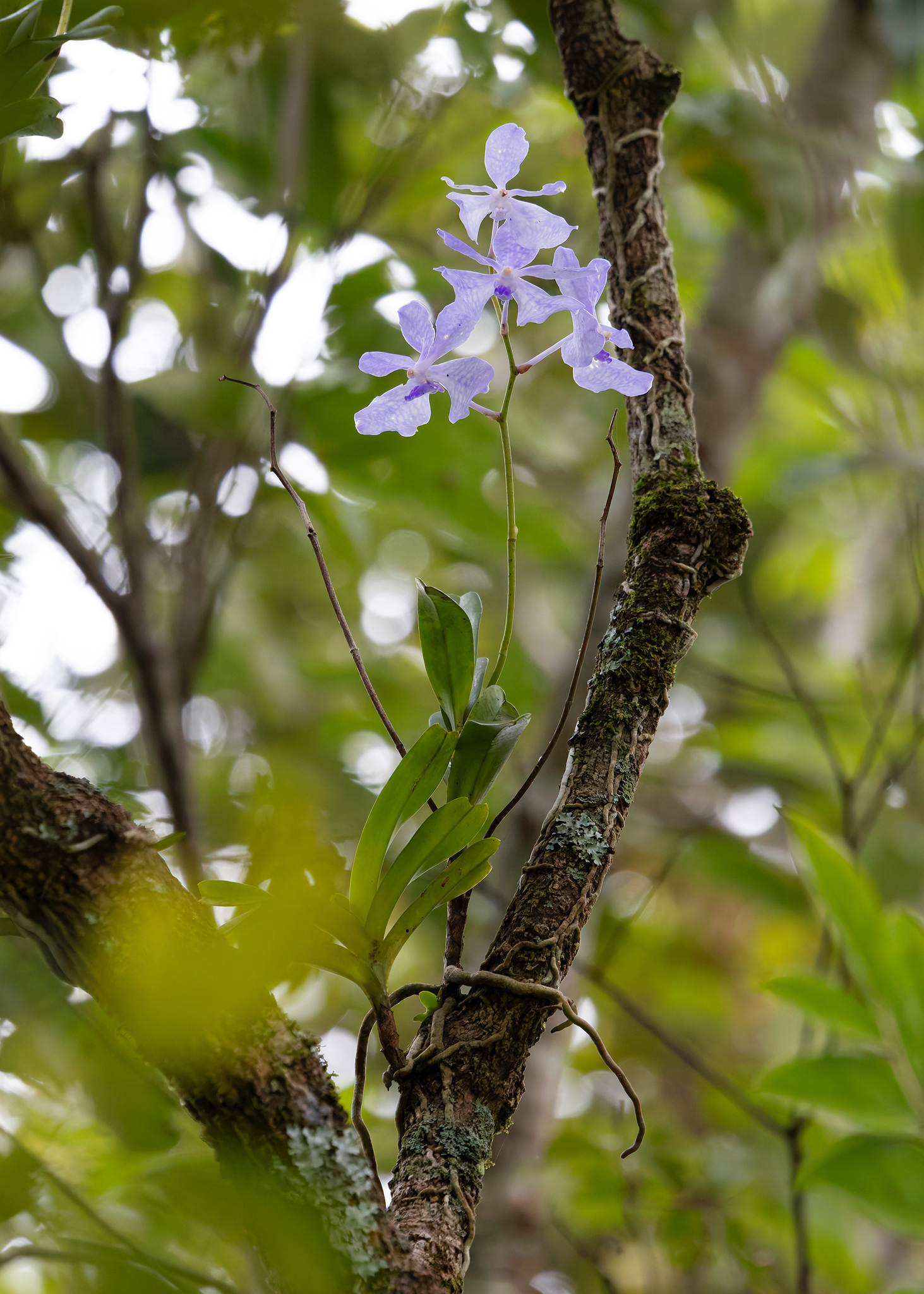 Imagem de Orquídea azul