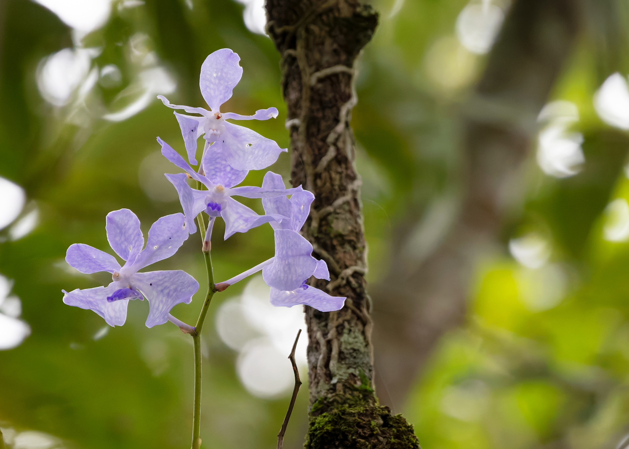 Imagem de Orquídea azul