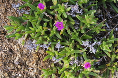 Ruschia rubricaulis